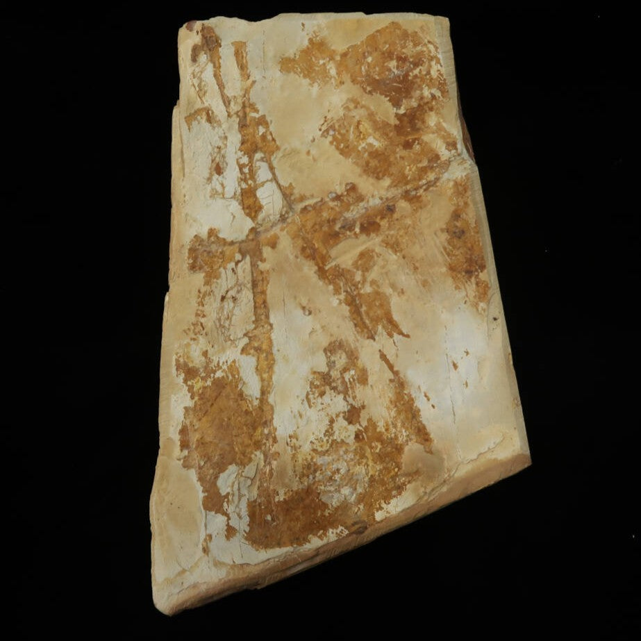 Pedra de amolar natural Nakayama, era Hatanaka, Coppa, cortada à mão (100×160×11mm)