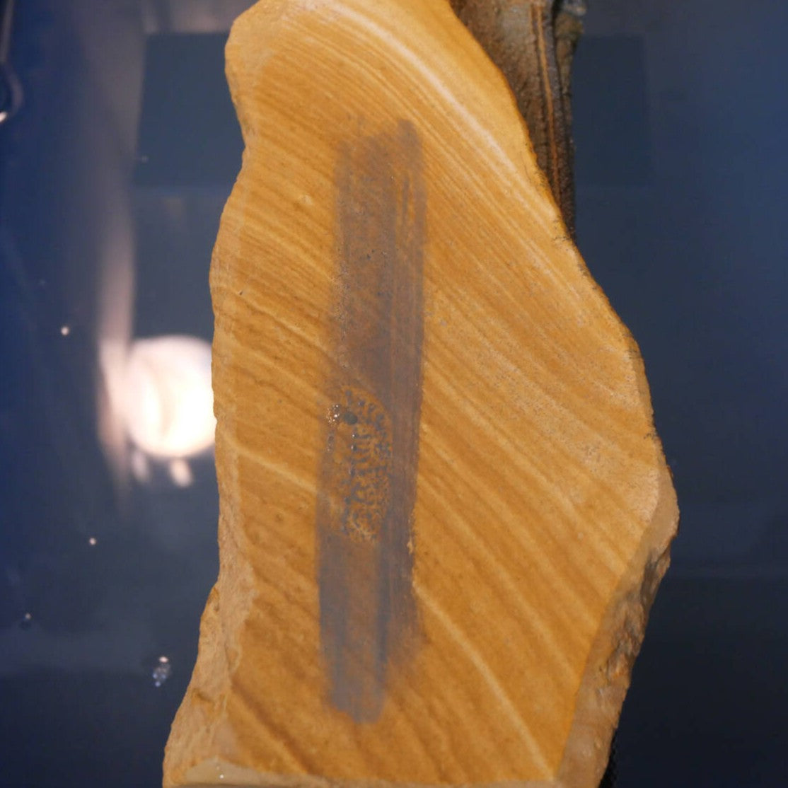 Miotsukushihime Pedra de amolar natural Iyo Meito M26 Veios de madeira 92 × 229 × 30 mm
